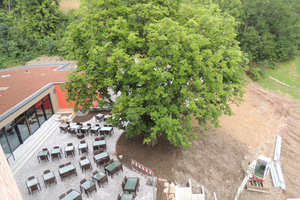  Ein alter Walnussbaum überstand die Arbeiten an der Hangterrasse unbeschadet 