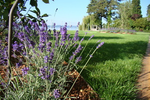  Lavendel bringt bunte Farbtupfer in die ansonten schlichte Gartenlandschaft 