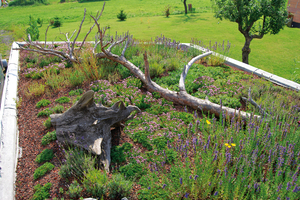  Abgestorbene Äste und Stämme lassen sich auf dem Gründach zur Gestaltung einsetzen. Sie bieten Lebensraum für Moose, Flechten und Pilze   Foto: ZinCo GmbH 