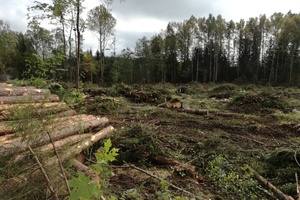  Im finnischen Wald: Die Lichtung ist das Ergebnis von vier Tagen Arbeit mit einem Harvester (Vollholzernter) Foto: Rüdiger Sinn 