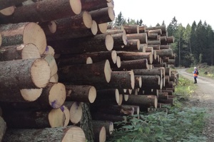  Vor allem Fichte und Kiefer sind die Nutzbäume für Furniersperrholz Foto: Rüdiger Sinn 