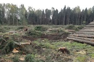  Im finnischen Wald: Die Lichtung ist das Ergebnis von vier Tagen Arbeit mit einem Harvester (Vollholzernter) Foto: Rüdiger Sinn 
