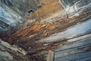  Echter Hausschwammbefall an einer Decke unter einem Dachraum. Das durch das Dach eindringende Wasser ermöglichte ein ungestörtes Pilzwachstum und damit eine totale Zerstörung des Holzes 