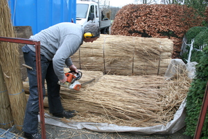  2_Zuschnitt_Reet_mit_Elektro-Heckenschere.JPG 