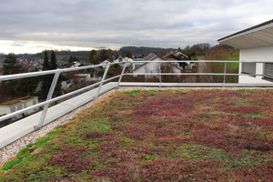  schraeg_gestelltes_Gelaender_mit_Vegetation.jpg 