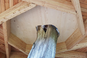  Der Lindendstamm durchdringt die Holzkonstruktion der Aussichtsplattform 