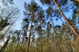  20210420_083859_Wald_von_unten.jpg 