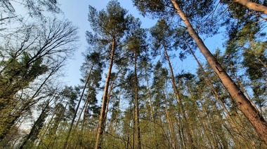 20210420_083859_Wald_von_unten.jpg