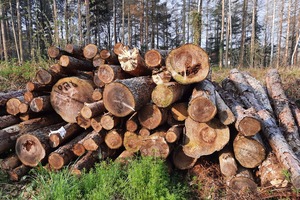  Während die Holzpreise für Waldbesitzer nur ganz langsam steigen, verdienen Sägewerke und Exporteure derzeit gutes Geld mit Nadelschnittholzprodukten, wie der ZVDH in einem aktuellen Faktenblatt beschreibt 