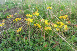  Der gelb blühende Gewöhnliche Hornklee (Lotus corniculatus) ist eine wichtige Raupenfutter- und Eiablagepflanze für bestimmte Schmetterlingsarten 