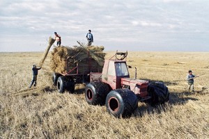  Reeternte im Donaudelta in Rumänien 