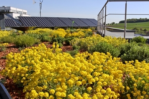  Wie in einem Garten sind bei Dachbegrünungen sämtliche Bepflanzungen denkbar: von Rasenflächen und Sträuchern bis hin zu Blumenwiesen 