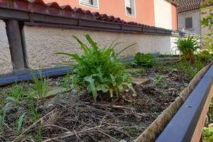  Das Gründach ist fertig. Schon im ersten Jahr konnten Salat und Zwiebeln geerntet werden 