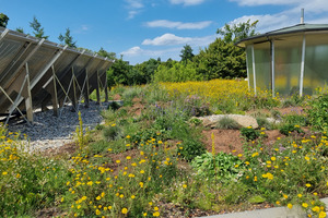  Gruendach Anwuchsphase Solaranlage 