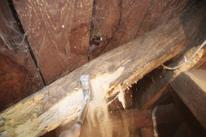  Dieser Sparren wurde durch den Hausbock massiv zerstört. Der Hausbock zählt zu den gefährlichsten, holzzerstörenden Insekten in Europa  