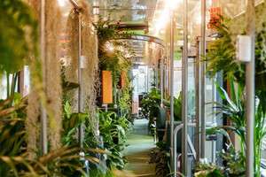 „BuGG-Sonderbegrünung des Jahres 2025“: Der erste Platz wurde an die begrünte Stadtbahn in Mannheim vergeben