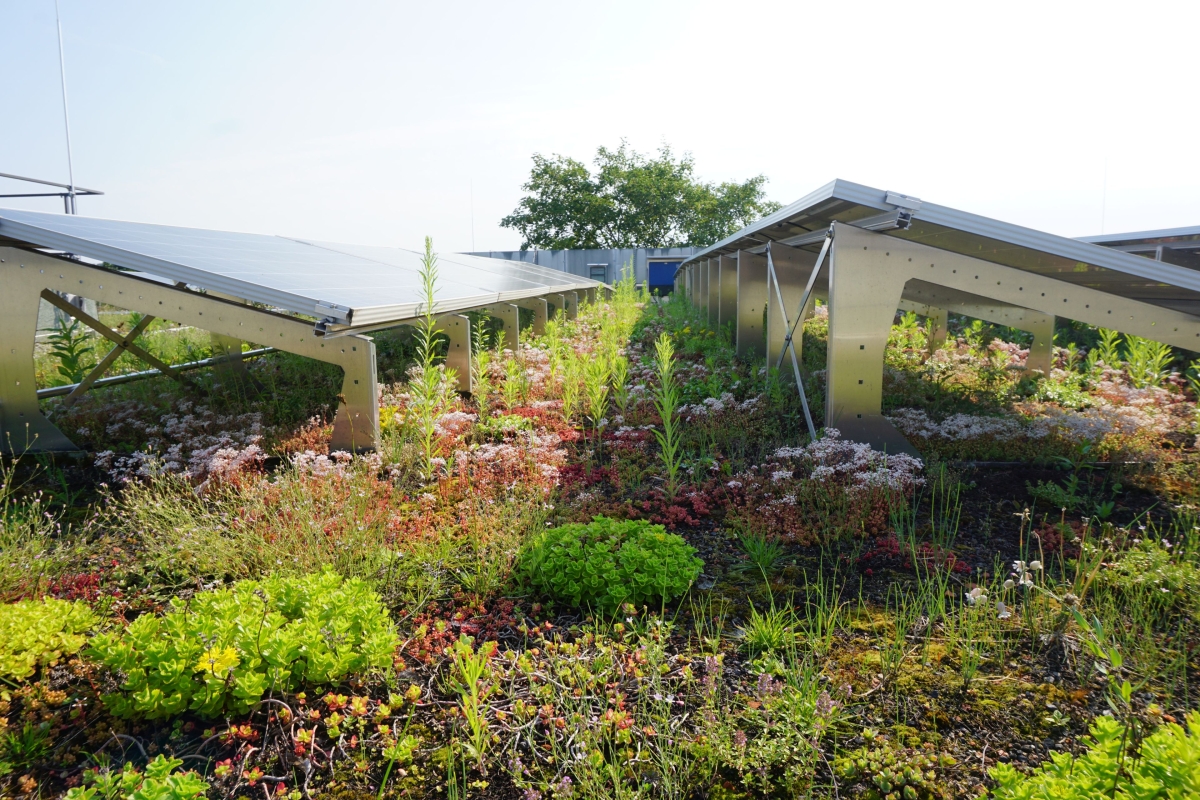 Begruenung unter Solarmodulen