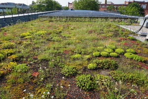  Steinrosenflur und Bienenweide unter Solarmodulen erzielen hohe Artenvielfalt 