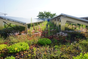  Begruenung unter Solarmodulen 