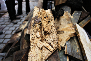  An der Eichenholzkonstruktion war weiches Nadelholz als Ausbesserungsmaterial verwendet worden. Eindringendes Wasser hatte die Holzkonstruktion marode werden lassen 