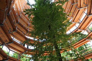  Beeindruckende Holzkonstruktion: Der Baumturm auf Rügen 