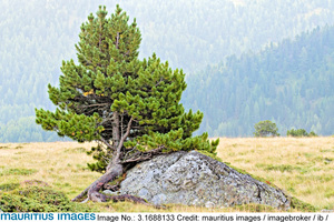  Die Zirbe mit ihrem Holz ist in der Volksmeinung ein ganz besonderer Baum. Nun ist es auch wissenschaftlich nachgewiesen 