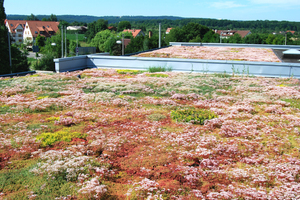  Fertiggestellter Gründachaufbau 