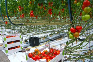  Hydroponischer Anbau von Tomaten: Weniger als ein Fünftel der Bodenfläche wird mit 7 cm hohen Substratmatten belegt, das spart fast 90 Prozent an Gewicht 