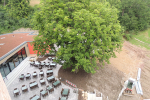  Ein alter Walnussbaum überstand die Arbeiten an der Hangterrasse unbeschadet
Foto: Prof. Waltraud Pustal 