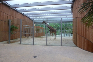  Die Besucher sind nur durch eine Glaswand von den Tieren getrennt, die großzügige Glasfassade ermöglicht den Blick&nbsp; in den Freibereich des Geheges
Fotos: Zimmerei Greinwald


 