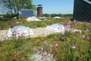  Blühende Pflanzenvielfalt auf dem sanierten Dach der Kita „Humboldtpinguine“ in Essen-Haarzopf. Auf dem zwei Prozent-Gefälledach kam der Systemaufbau mit „Floraset FS 50“ zum Einsatz 
